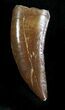 Giant, Serrated Raptor Tooth From Morocco - #22992-1